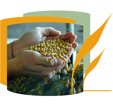 Fertilizantes nitrogenados
